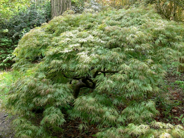Bois des Moutiers (38) Mai 2012